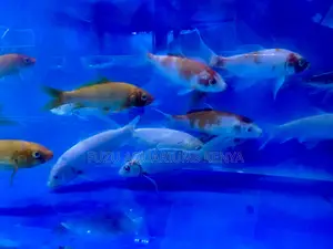 Japanese Koi Fish – Symbol of Peace and Prosperity