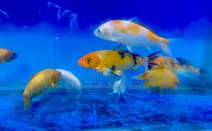 Koi Fish – A Timeless