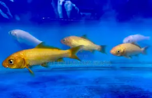 Vibrant Koi Fish for Aquarium Outdoor Ponds