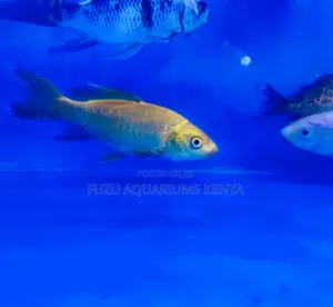 Japanese Koi Fish – Timeless Elegance
