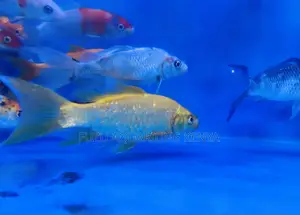 Affordable Koi Fish – Brighten Your Garden
