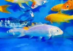 Premium Koi Fish – Handpicked Quality