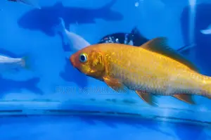 Colorful Koi Fish – Long-Lived Hardy