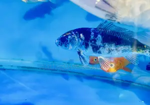 Majestic Koi Fish – Perfect for Water Features