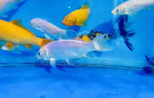 Live Koi Fish – Outdoor Pond Favorites