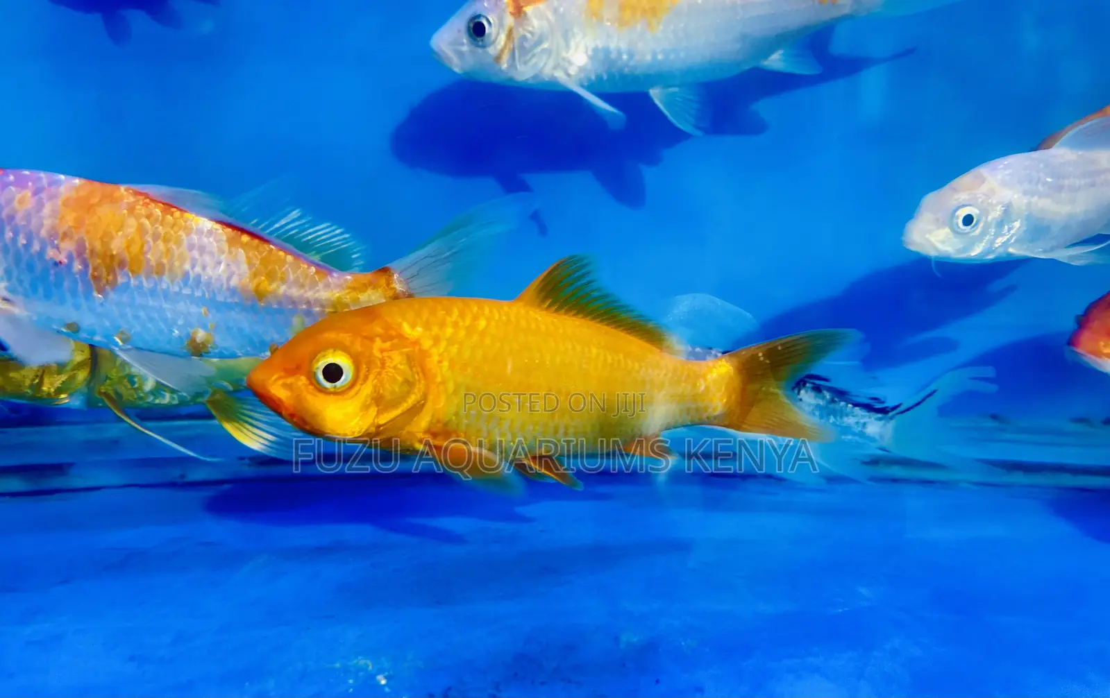 Fancy Koi Fish – Bring Nature Home