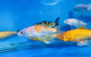 High-Quality Koi Fish – Eye-Catching Patterns