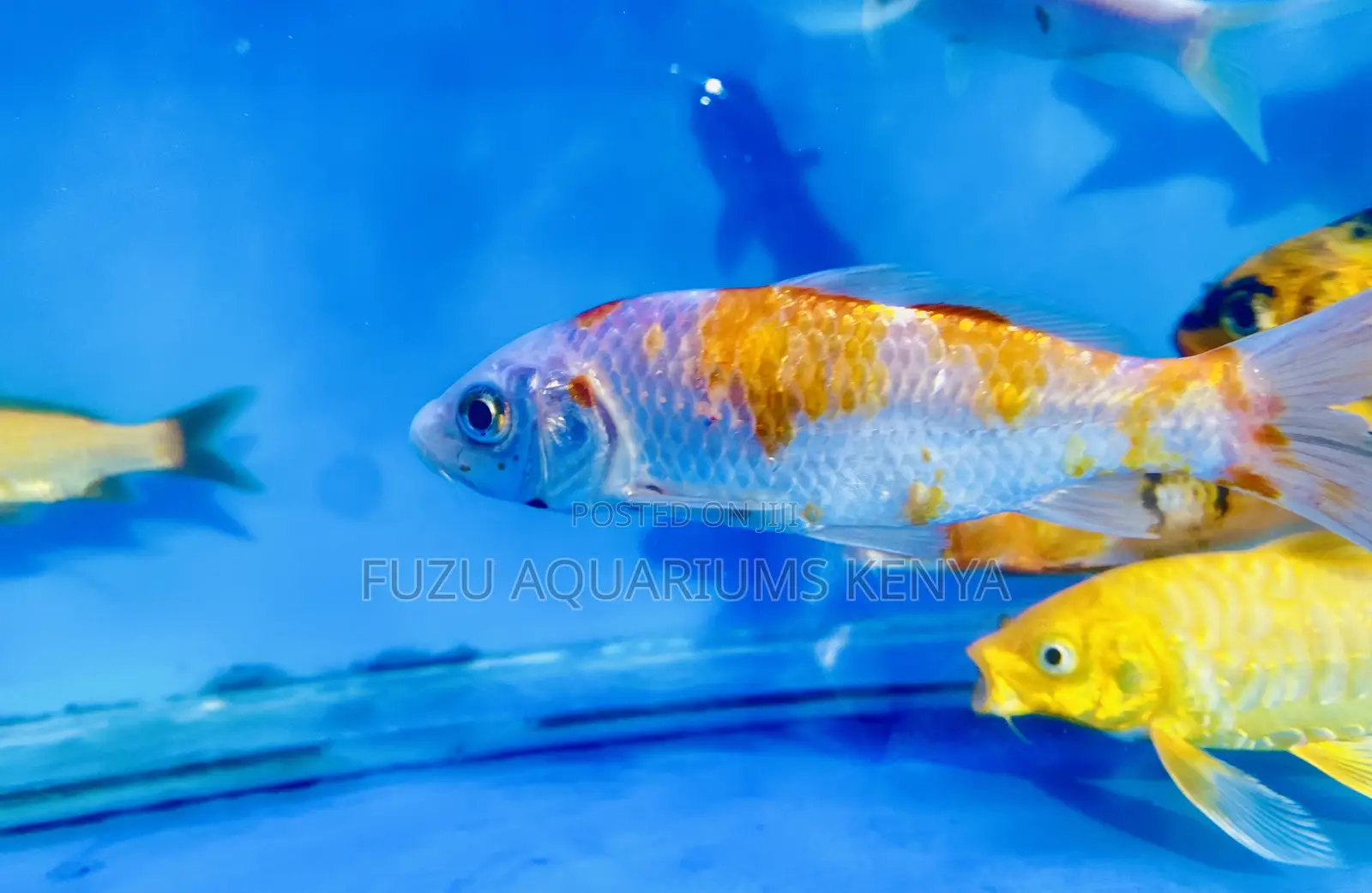 Beautiful Koi Fish – Symbol of Serenity