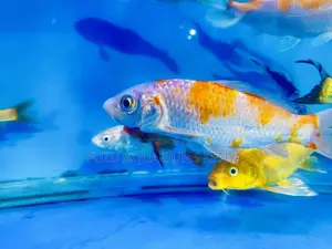 Ornamental Koi Fish – Add Life to Your Pond