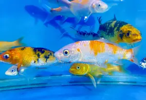 Beautiful Koi Fish – Symbol of Serenity
