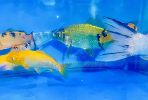 Ornamental Koi Fish – Add Life to Your Pond