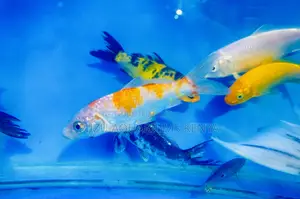 Healthy Active Koi Fish for Sale