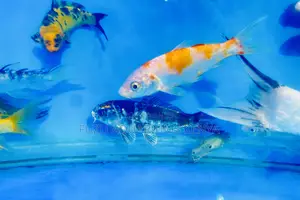 Koi Fish – A Splash of Color for Your Tank