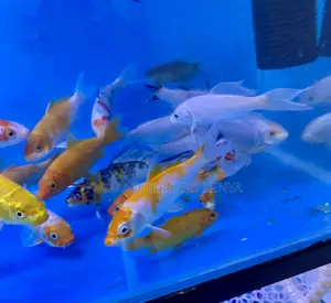 Bright Koi Fish – Ideal for Aquascaping