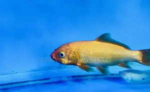 Live Japanese Koi – Tradition Beauty