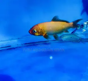 Koi Fish – Peaceful, Graceful, Unique