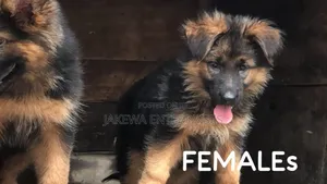 1-3 months Female Purebred German Shepherd