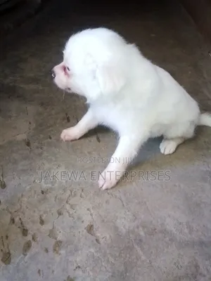 1-3 months Male Purebred Japanese Spitz