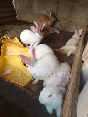 Rabbits on Sale