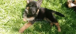 1-3 months Male Purebred German Shepherd
