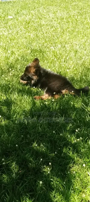 1-3 months Female Purebred German Shepherd
