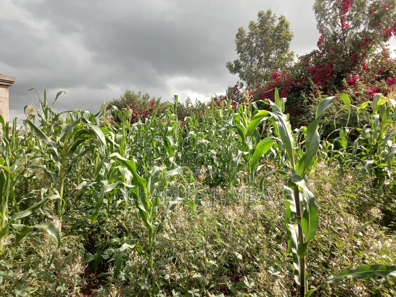 Muigai Plot for 2.7m