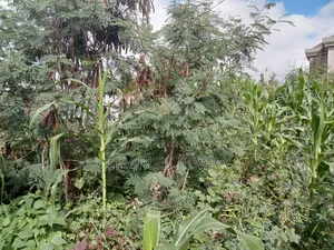 Muigai Plot for 2.7m