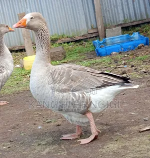 Mature Goose Ready for Rehoming Buy and Expect Goslings Soon