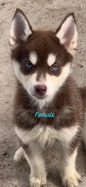 1-3 months Female Purebred Siberian Husky