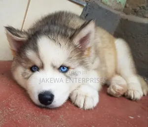 1-3 months Male Purebred Siberian Husky