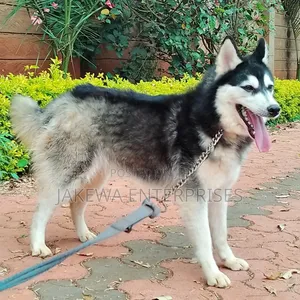 1+ year Female Purebred Siberian Husky
