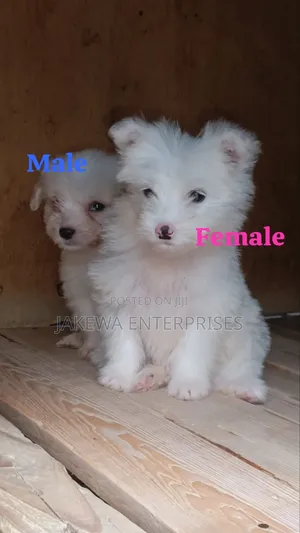 1-3 months Male Purebred Havanese