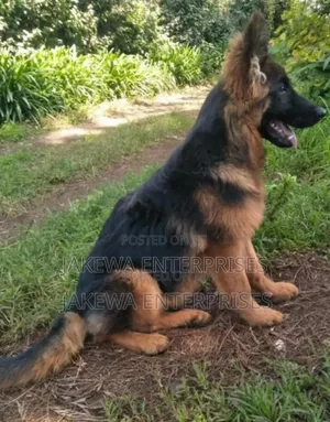 1-3 months Male Purebred German Shepherd