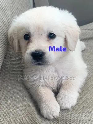 1-3 months Female Purebred Golden Retriever