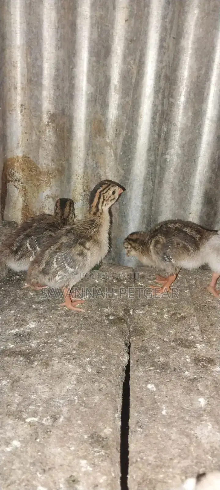 3 Week Old Guinea Fowl Chicks (Keets)