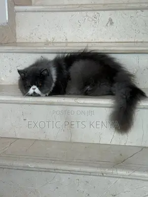 6-12 months Male Purebred Persian