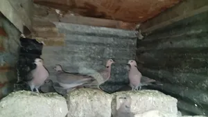 Red Eyed Pegion