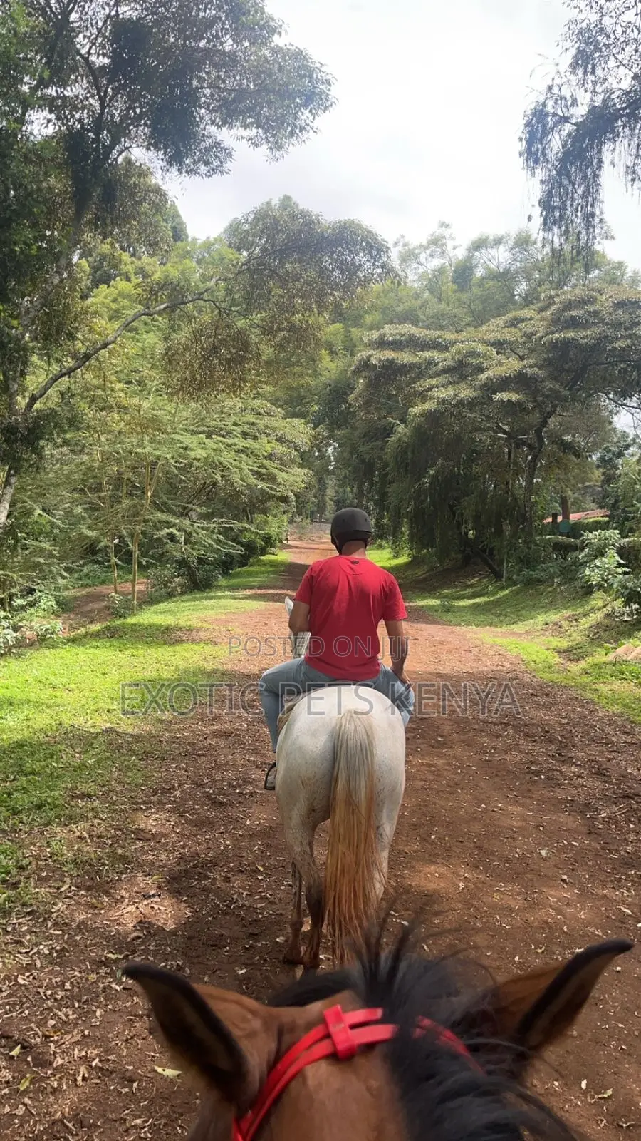 Horse Riding and Training