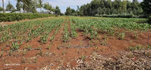 1 Acre Land for Sale in Kapseret Bypass Lobo in Eldoret