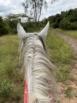 Horse Riding and Training