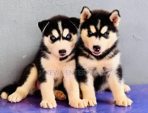 1-3 months Female Purebred Siberian Husky