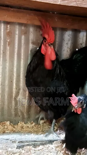 Fertilised Black Australorp Hatching Eggs