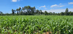 5 and 10 Acres for Sale in Kapseret Mlango Eldoret