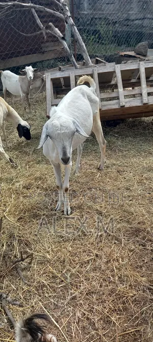 Goats for Sale.