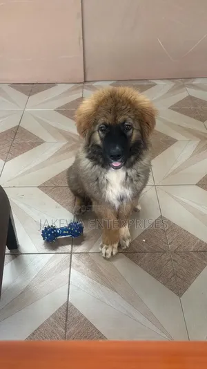 1-3 months Male Purebred Caucasian Shepherd