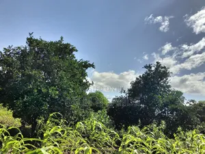 Kidomaya 38 Acre Farm Land on Sale! 