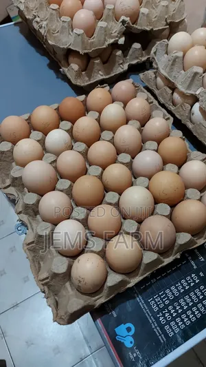 Fertilised Improved Kienyeji Eggs For Hatching