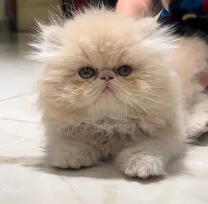 1-3 months Female Purebred Persian