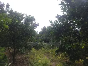 Developed Shamba for Sale