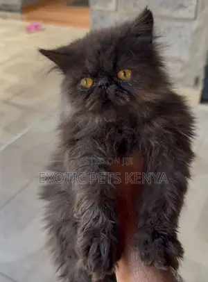 1-3 months Male Purebred Persian